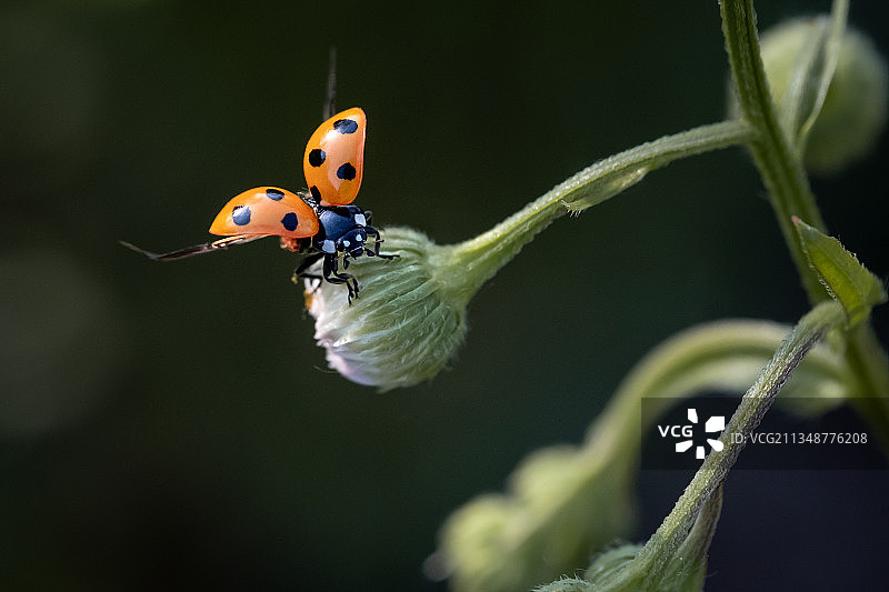 瓢虫图片素材