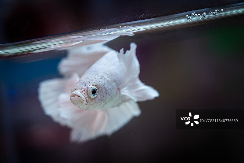 孔雀鱼图片素材