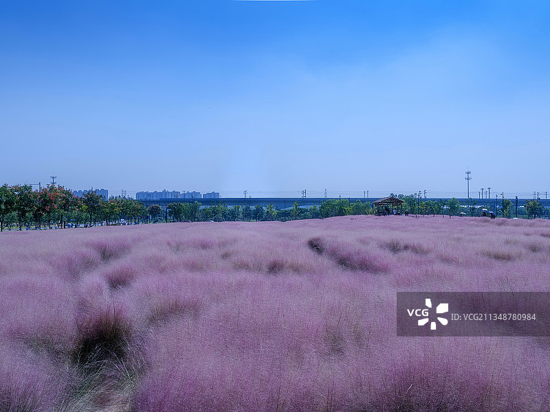 粉黛乱子草图片素材