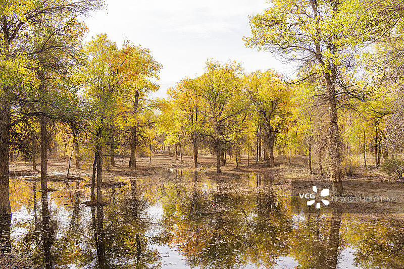 内蒙古额济纳金秋黄叶胡杨林图片素材