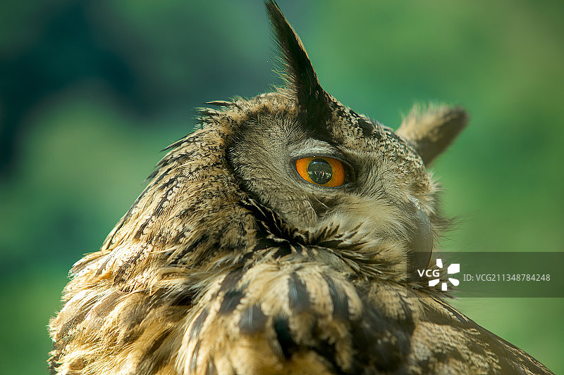 猫头鹰图片素材