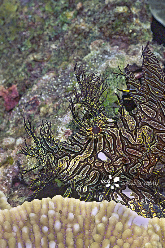 近距离观察杂草蝎子鱼图片素材