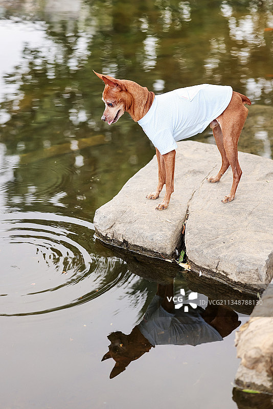 穿衣服的小鹿犬图片素材