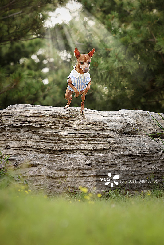 穿衣服的小鹿犬图片素材