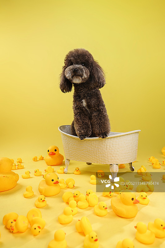 可爱的贵宾犬图片素材