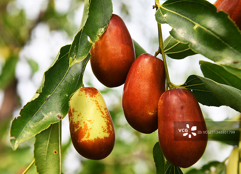 红红的大枣挂满枝头图片素材