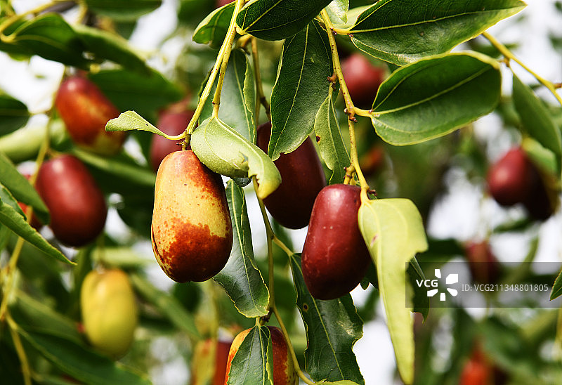 红红的大枣挂满枝头图片素材