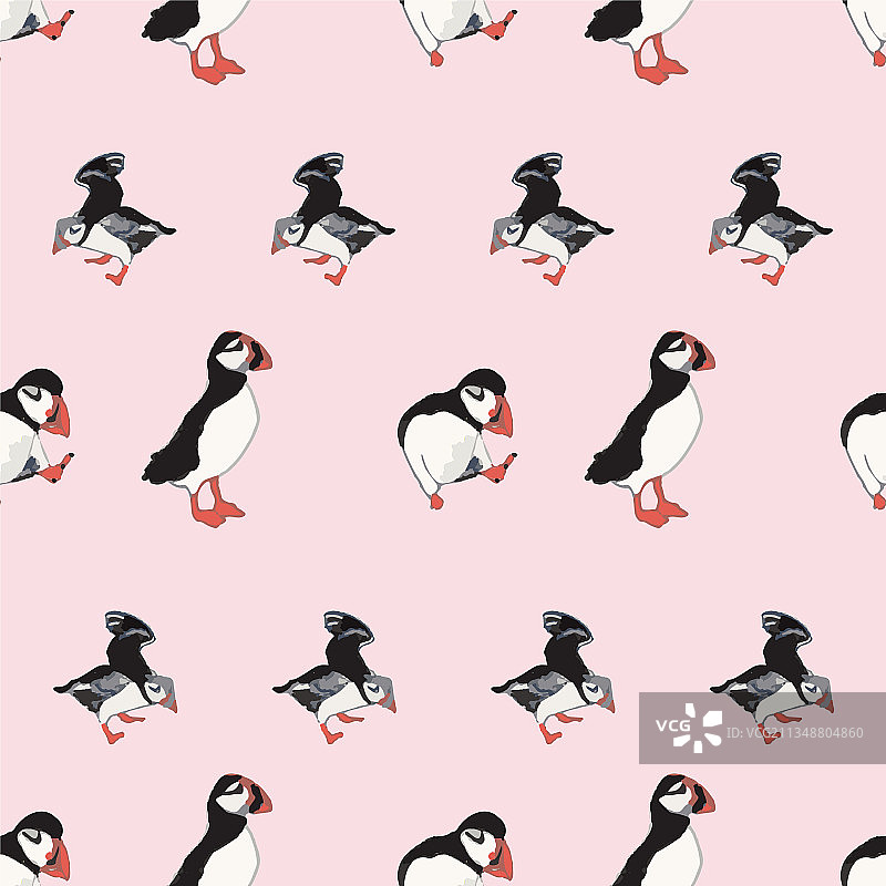 粉色背景海洋海鸟北极鸟图片素材