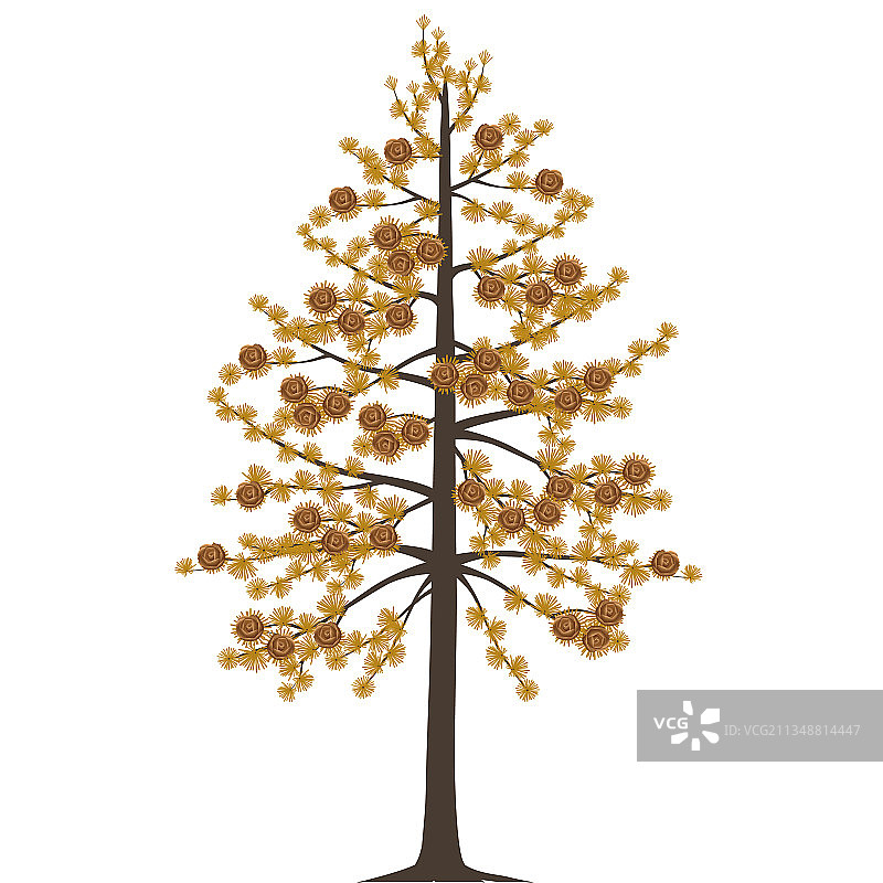 秋天的兴安落叶松图片素材