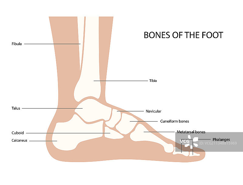 足部骨骼解剖图片素材