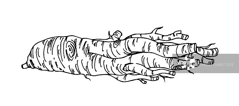 新鲜人参根传统中药图片素材