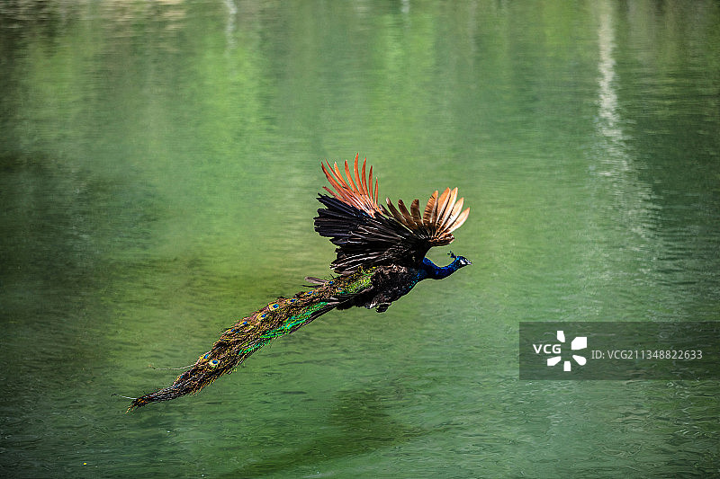《美丽的飞翔》正在飞翔中孔雀，展示出美丽的羽毛。图片素材