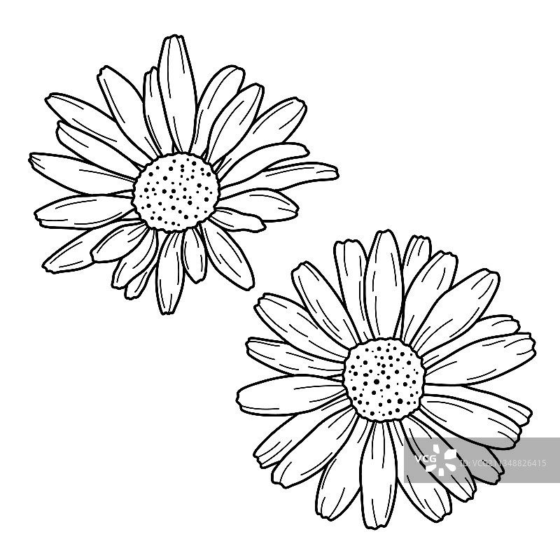 手绘雏菊花朵轮廓图片素材