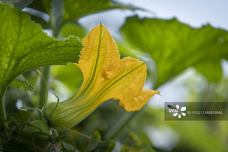 南瓜花图片素材
