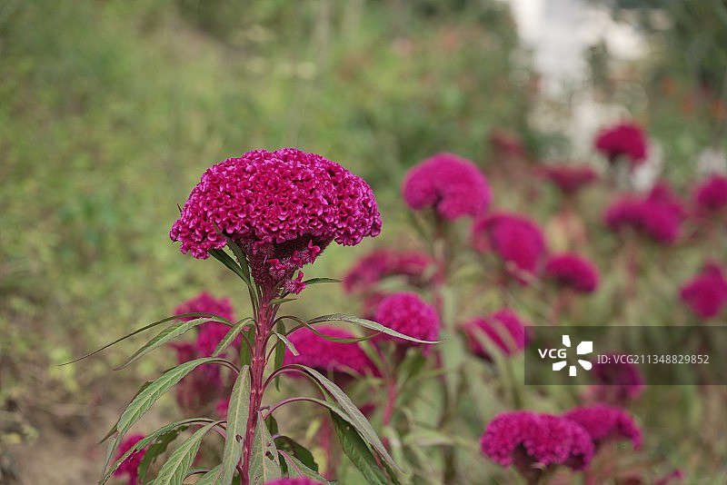 鸡冠花图片素材