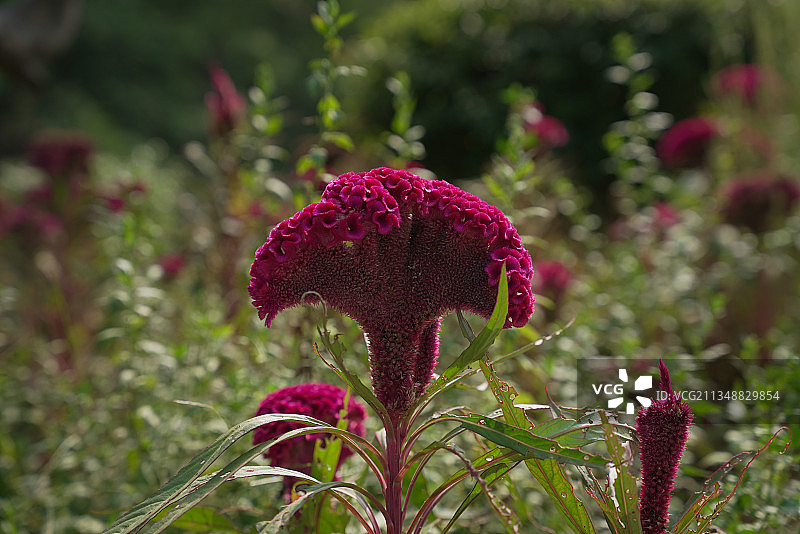 鸡冠花图片素材