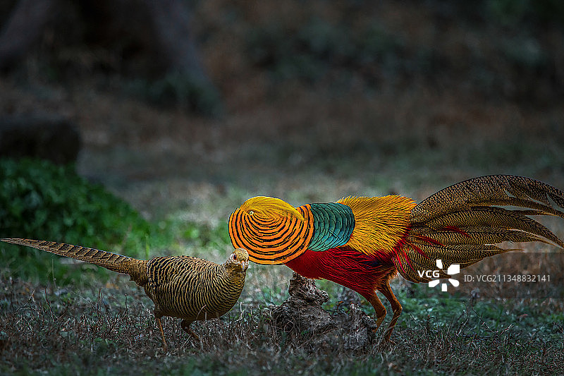 《追求》一只雄性红腹锦鸡打开它美丽羽毛向一只雌性红腹锦鸡示爱图片素材