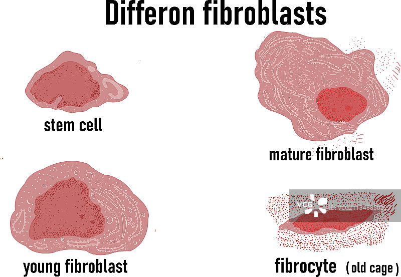 成纤维细胞生长分化图片素材