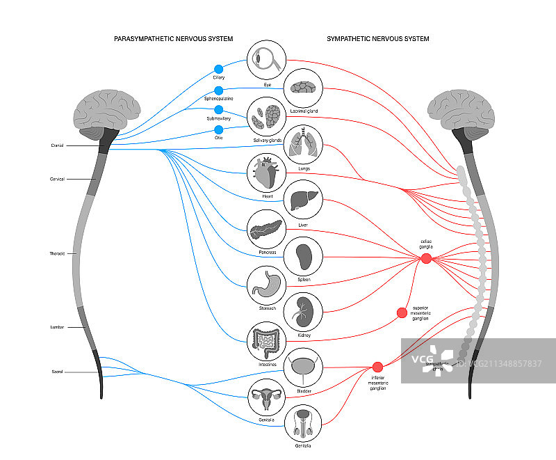 自主神经系统图片素材