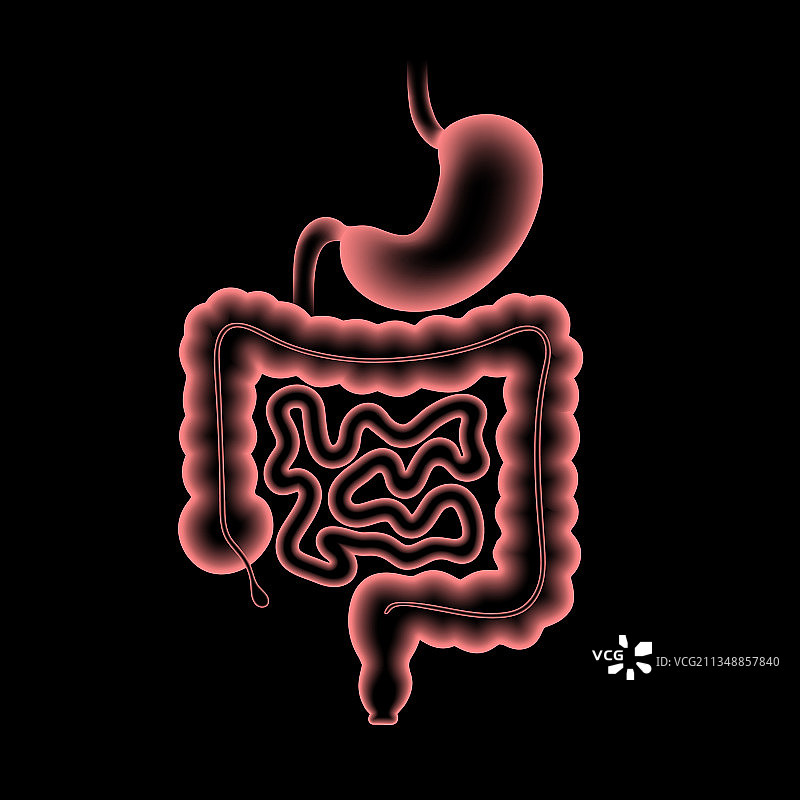 消化道解剖结构图片素材