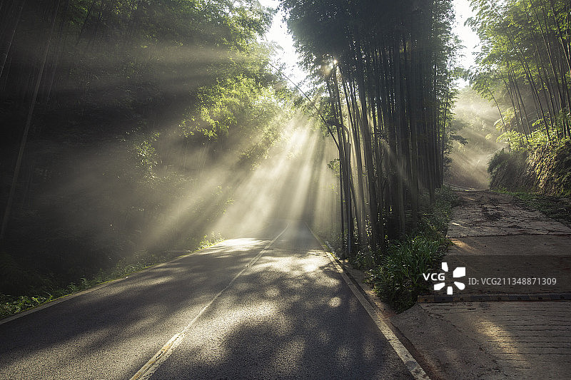 林间晨光图片素材
