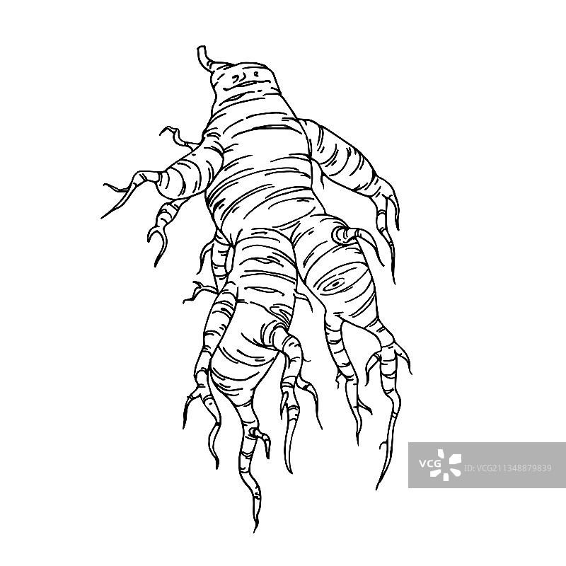 蔬菜根：人参、姜黄、魔法草药图片素材