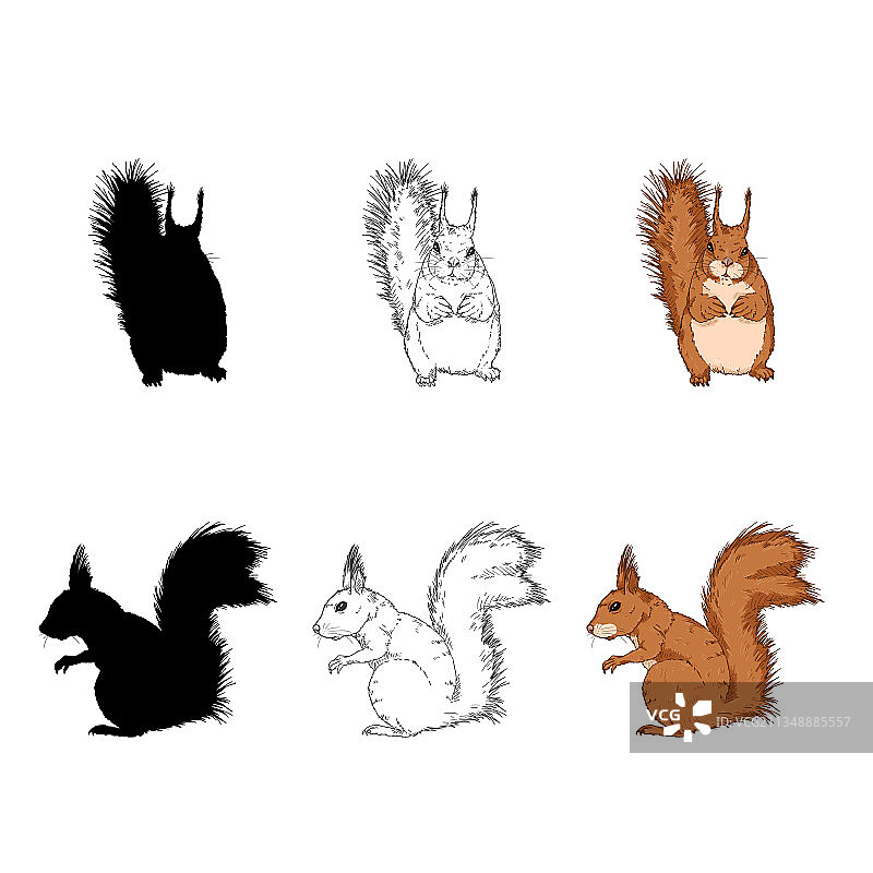 松鼠正面图套装图片素材