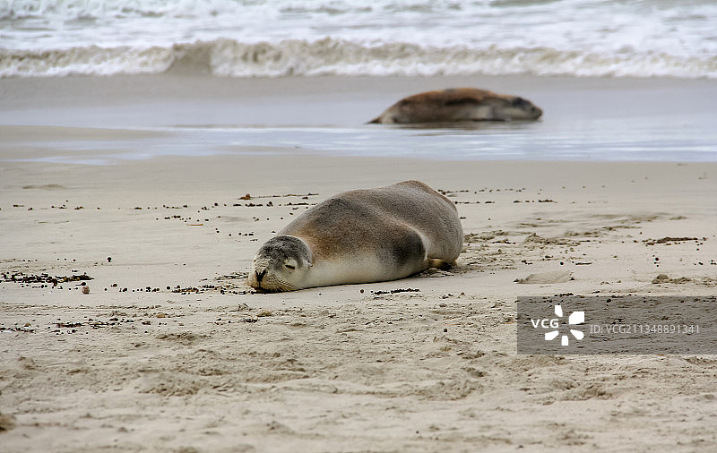 海边萌萌的澳大利亚野生小海狮图片素材