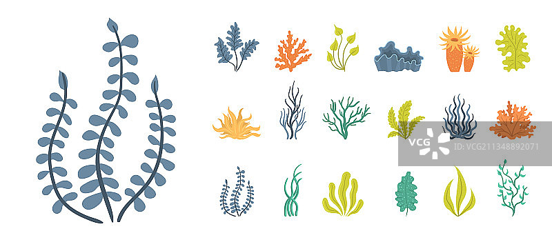 水下海藻植物贝壳素材图片素材