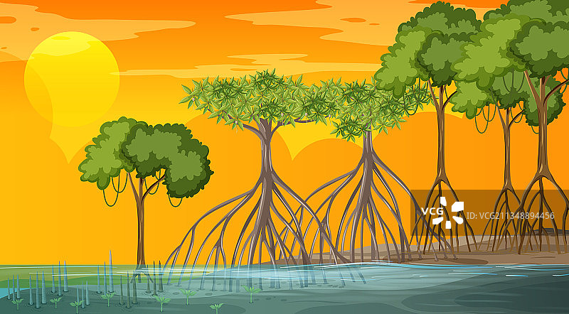 日落时分的红树林景观图片素材