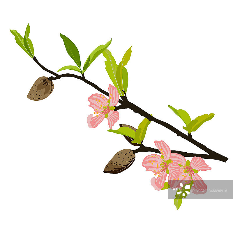 杏花枝图片素材