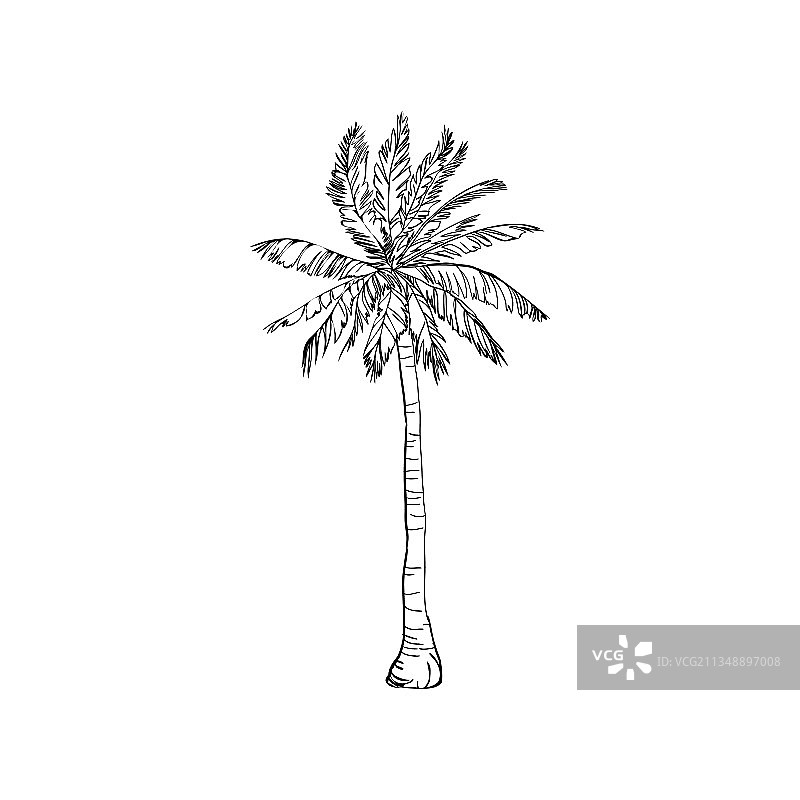 椰子树自然图标（隔离）图片素材