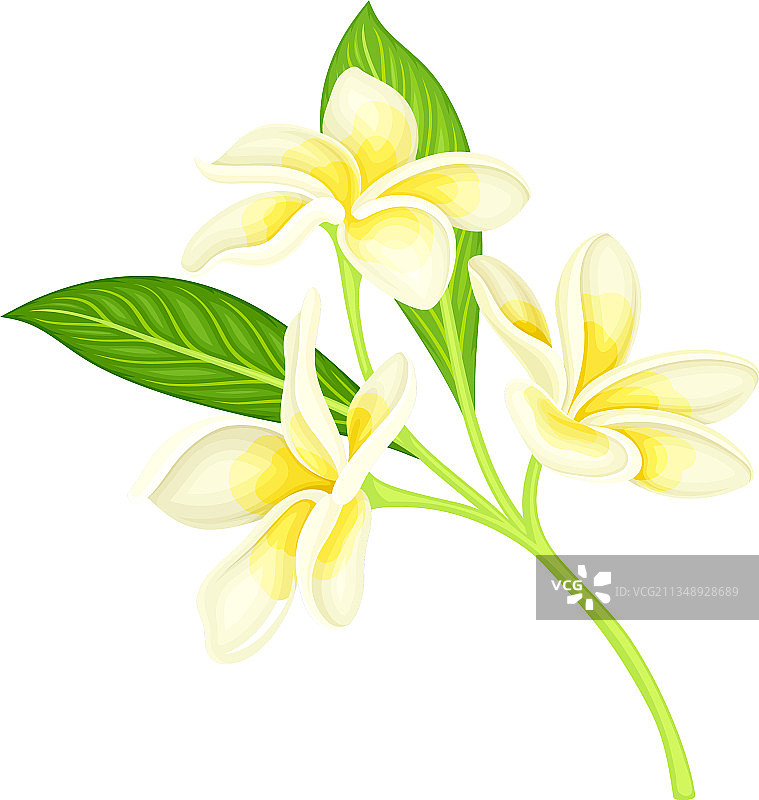 带绿叶的鸡蛋花图片素材