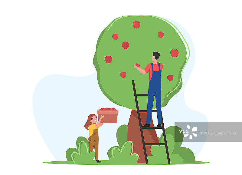 农民家庭父女采摘苹果图片素材