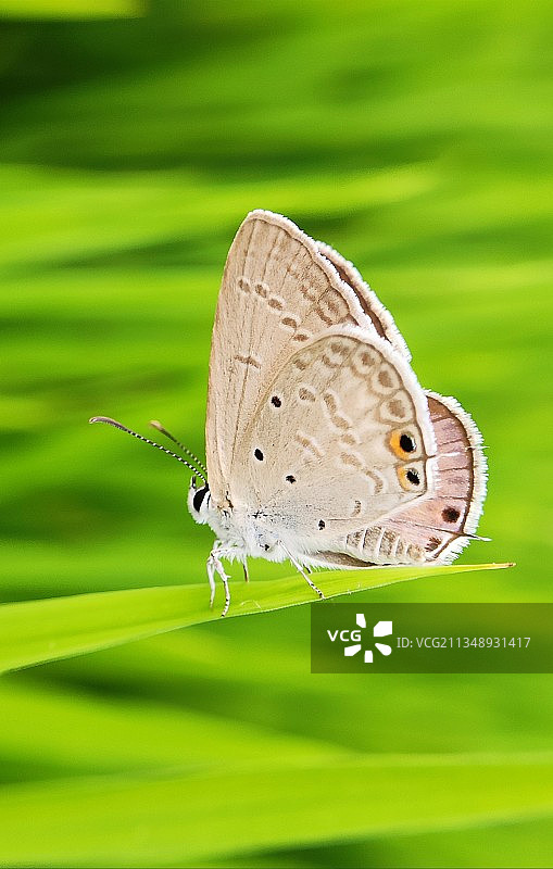 叶子上的蝴蝶特写图片素材
