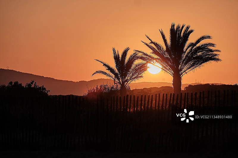 日落时天空衬托下田野上树木的剪影图片素材