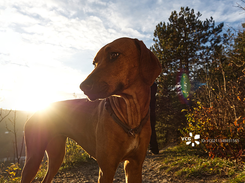 罗德西亚脊背犬自然写真图片素材