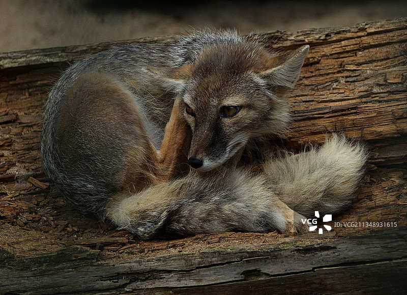 木头上的兔子特写图片素材