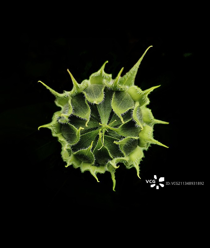 黑色背景下的植物特写图片素材