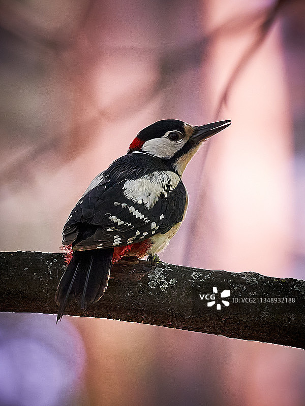 栖息在树枝上的热带雀形目啄木鸟近景图片素材