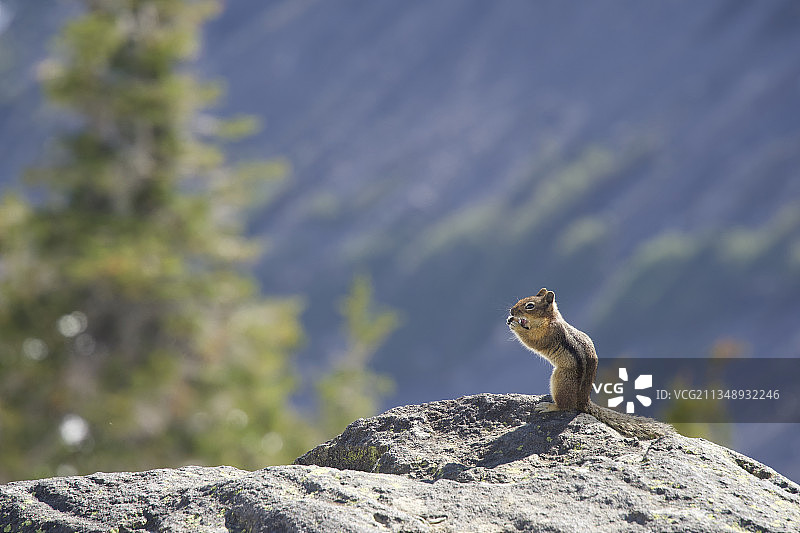 美国华盛顿州雷尼尔山岩石上的蜥蜴特写图片素材