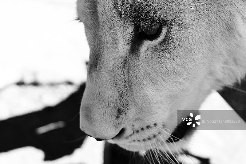 特写的狗图片素材