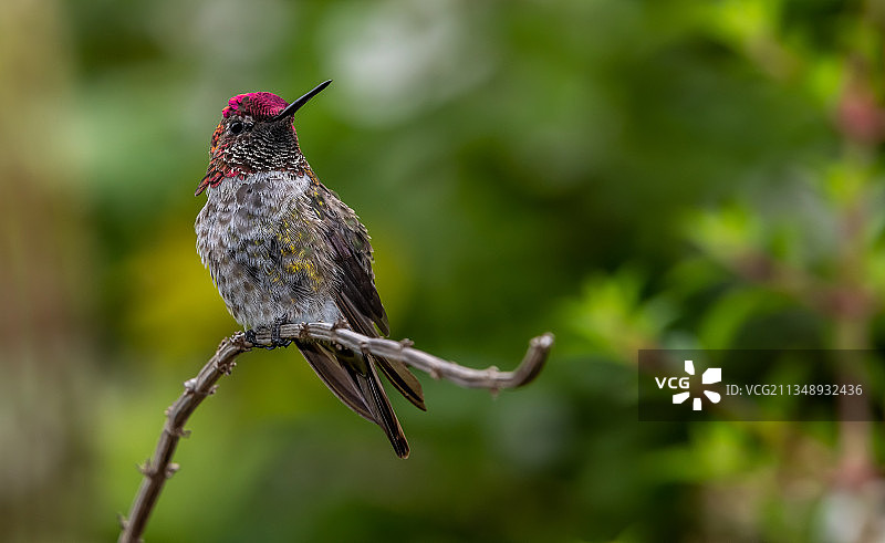 蓝颏蓝宝石蜂鸟栖息在树枝上（旧金山，加利福尼亚州，美国）图片素材