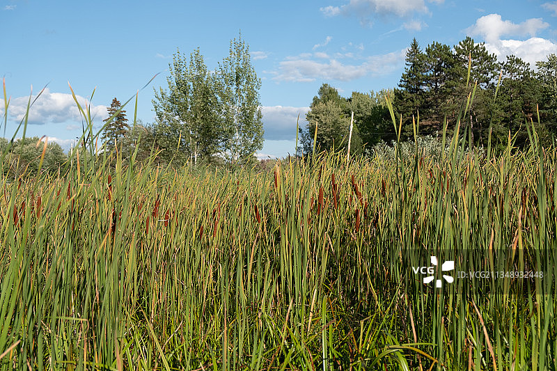 加拿大多伦多马斯科卡湖区的田野风光图片素材