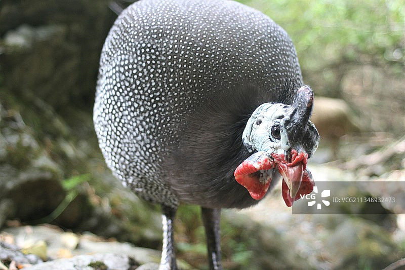 栖息在岩石上的鸡的特写图片素材