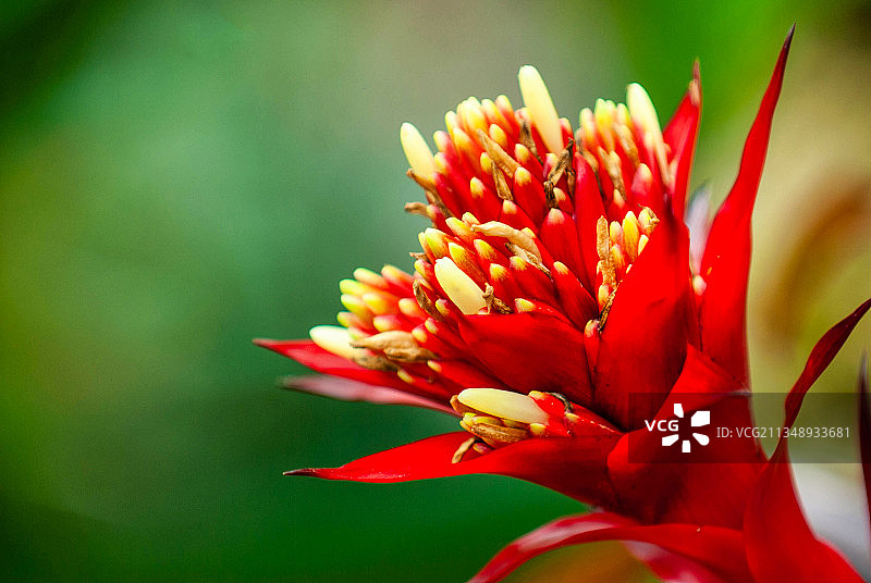 红色花朵的特写图片素材