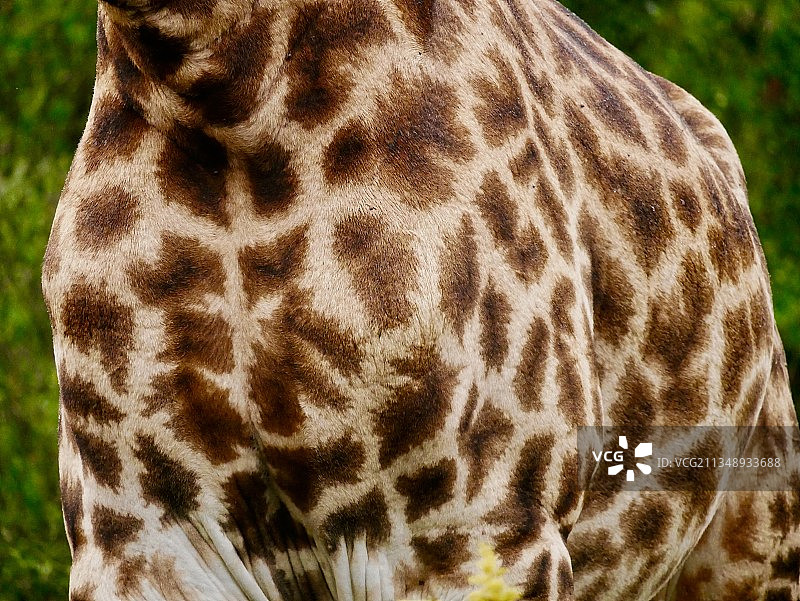 长颈鹿特写图片素材