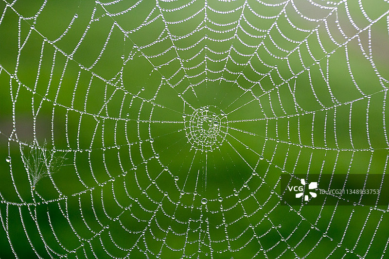 湿蜘蛛网全景照片图片素材