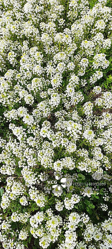 白色开花植物特写图片素材