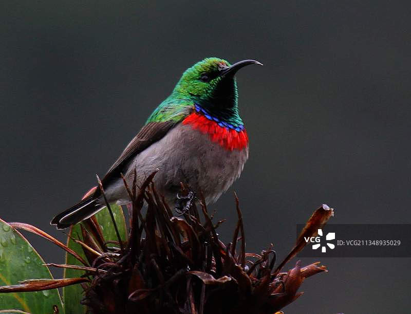 蓝颏蜂鸟栖息在树枝上的特写，南非图片素材